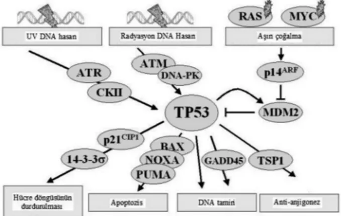 Şekil 1.TP53, kimyasal ajanlar ve iyonize radyona  bağlı olarak gelişen DNA çift zincir kırıkları, viral  en-feksiyonlar  veya  nukleotid  imbalansı  gibi  hücresel  stres  durumları  ve  onkogenik  işleve  bağlı   gerçek-leşen  hücre  çoğalması  gibi  gen