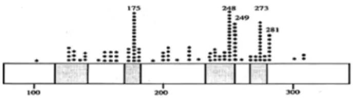 Şekil 2. p53 proteini üzerinde en sık mutasyon ta- ta-nımlanan  sıcak  bölgeler  amino  asit  numaralarıyla  gösterilmiştir