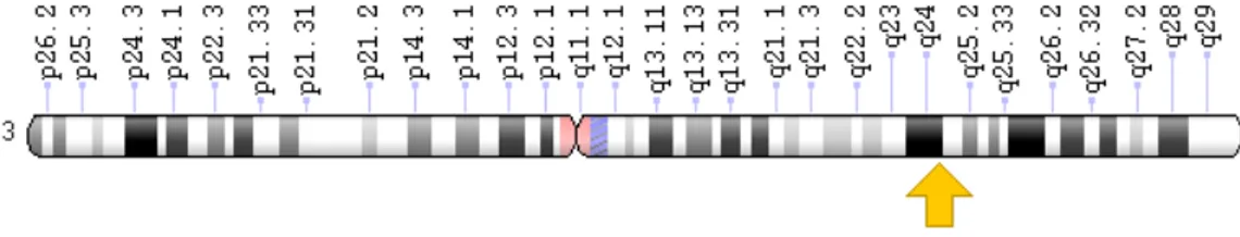Şekil 10. AT1R gen lokasyonu(52)