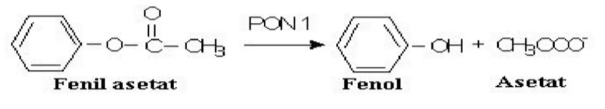 Şekil 5. Paraoksonazın Fenil Asetatı hidrolizi
