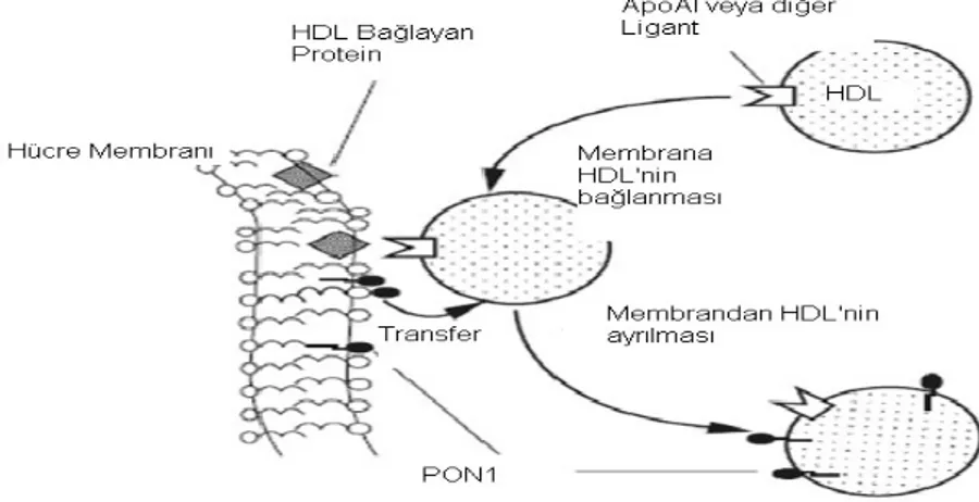 Şekil 6. Hücre membranında bulunan PON1’in HDL’ye  transferi