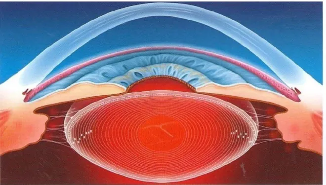 Şekil 1. Lens anatomisi