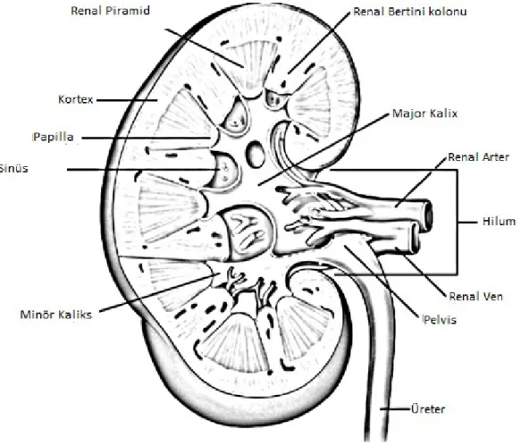Şekil 1Böbreğin içyapıları