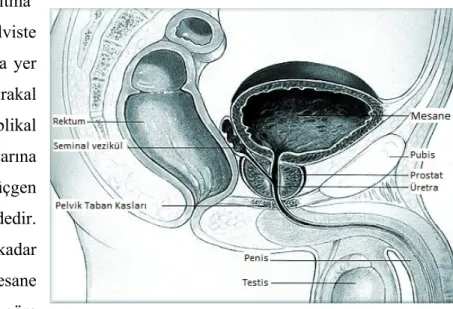 Şekil 2 Mesane anatomisi ve komşulukları