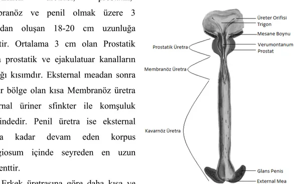 Şekil 4Erkek üretrası anatomisi