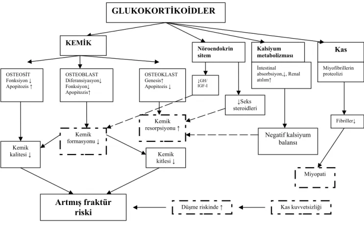 Şekil 1. Glukokortikoidlerin indüklediği osteoporozise neden olan steroidlerin kemik üzerine direkt ve indirekt etkilerini gösteren şema ( GH: Büyüme hormonu, IGF-I: İnsülin büyüme faktörü)