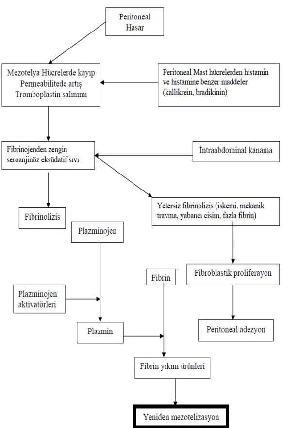 Şekil 1. Peritoneal adezyon oluşum mekanizması.