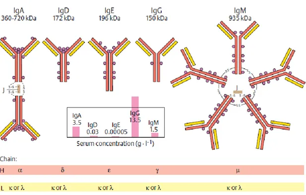 Şekil 2. 1. İmmünglobülin sınıflarının moleküler yapısı (Color Atlas of Biochemistry/Second edition) 