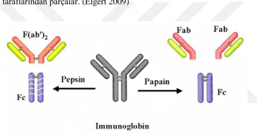 Şekil 2.3.  IgG molekülünün papain ve pepsin enzimleri ile parçalanması 
