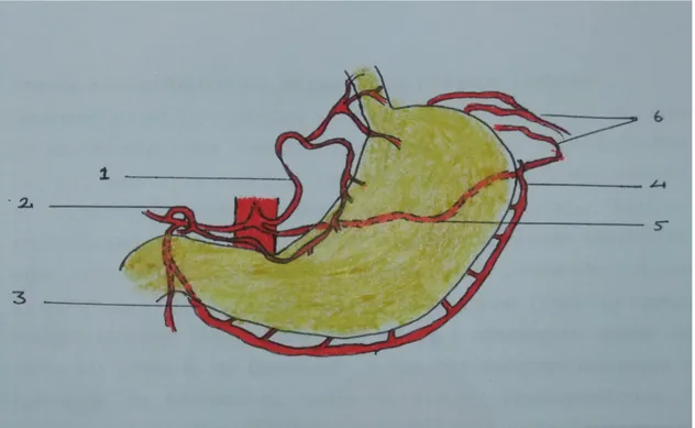 Şekil 2. Midenin arterleri