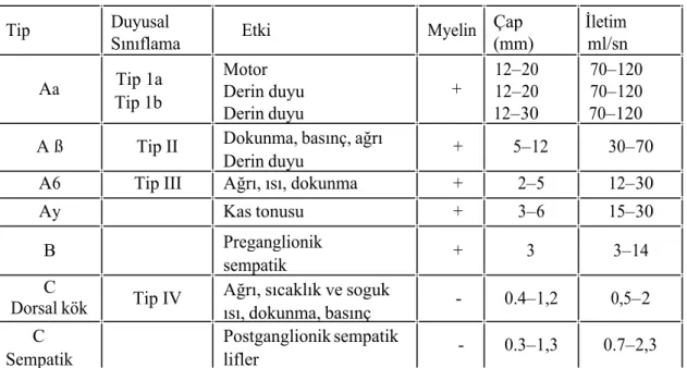 Tablo 2: Sinir fibril klasifikasyonu 