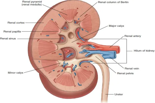 Şekil 1. Böbreğin iç yapısı (Campbell-Walsh Urology Ninth Edition Fig.1.22’den alınmıştır.)