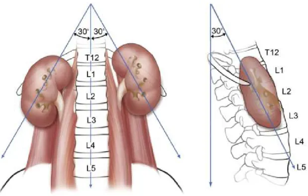 Şekil 2.  Böbreğin frontal eksende konumu ve vücudun frontal ekseni ile olan açılaşması (Campbell-Walsh Urology Ninth Edition Fig.46.1’den alınmıştır.)
