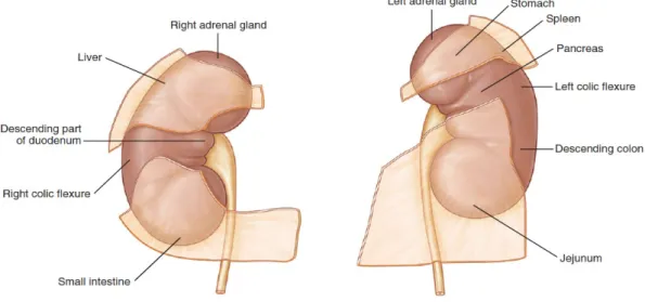 Şekil 4. Her bir böbreğin ön yüzünün ilişkili olduğu yapılar. (Campbell-Walsh Urology Tenth Edition Fig.1.25’den alınmıştır.)