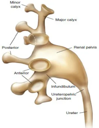 Şekil   5.  Üst   üriner   trakt   toplayıcı   sistem.   (Campbell-Walsh   Urology   Tenth   Edition   Fig