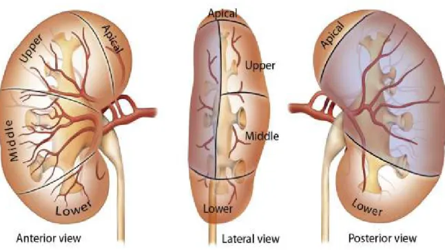 Şekil 6. Böbreği besleyen arterler (Campbell-Walsh Urology Ninth Edition Fig. 46.3’den  alınmıştır.)