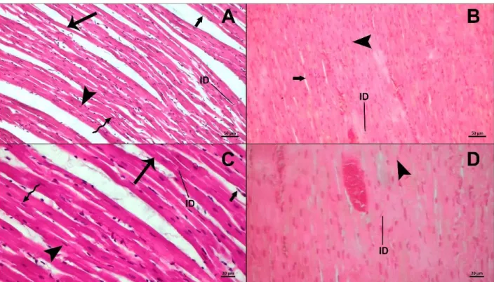 Şekil 2.Taze (A, C) ve deplastine (B, D) kalp örneklerinin ışık mikroskobik görüntüsü