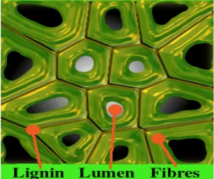 Şekil 2.2. Lignin fiberlerinin mikroskop altında görünümü  (Çalgeriş 2010) 