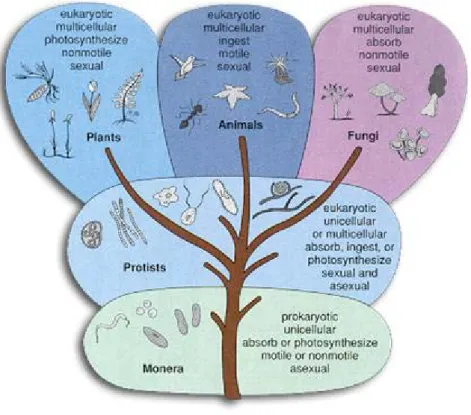 Şekil 2.6. Karşılaştırmalı rRNA gen dizilimiyle tanımlanmış filogenetik yaşam ağacı                                    (Beş krallık, http://crperiod5.edublogs.org ) 