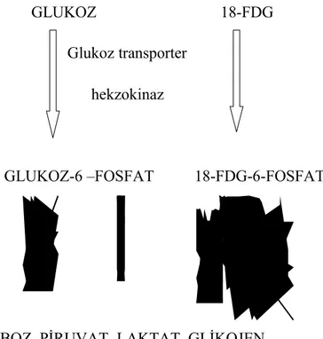 Şekil 2. FDG‟nin glukoza benzer şekilde hücre içine alınması 2.6.2. Fizyolojik FDG biyodağılım alanları