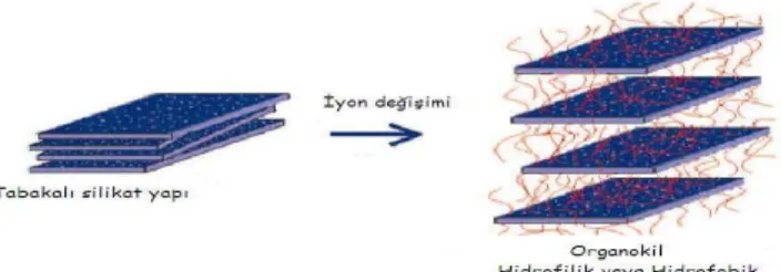 Şekil 1.3.2.İyon değişimiyle organokil oluşumu 