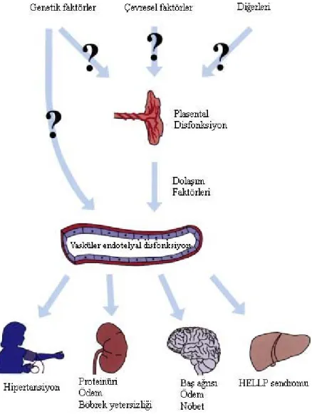 Şekil 2. Preeklampsi patofizyolojisinde endotel hasarının önemi