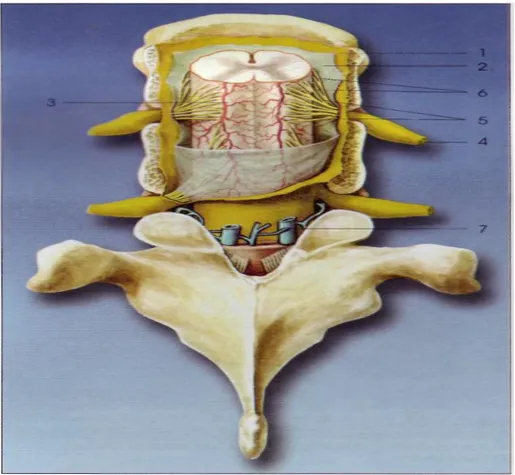 Şekil 6. Meningsler (1) Dura mater, (2) Araknoid mater, (3) Pia mater, (4) Spinal sinir, (5) Dorsal (posterior) kök, (6) Ventral (anterior) kök, (7) İnternal vertebral venöz pleksus.(24)