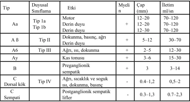 Tablo II: Sinir fibril klasifikasyonu Tip Duyusal  Sınıflama Etki Myelin Çap  (mm) İletimml/sn Aa Tip 1a Tip 1b Motor  Derin duyu Derin duyu + 12–2012–2012–30 70–12070–12070–120 A ß Tip II Dokunma, basınç, ağrı 