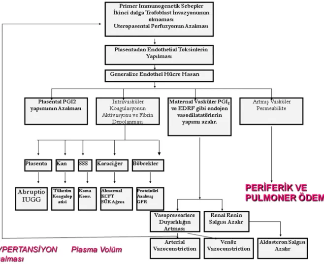 Şekil  2  : Preeklampsinin etyopatogenezi ve end-organ sonuçları