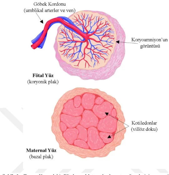 Şekil  1:  Term  dönemdeki  Fötal  ve  Maternal  plasenta  yüzeylerinin  şematik  görüntüsü  (Alıntıdır: The placenta from development to disease, Helen H