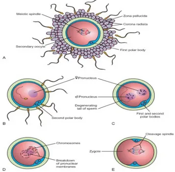 Şekil 1:İnsan erkek ve dişi üreme hücreleri olan sperm ve oositin döllenmesinin aşamaları (12).
