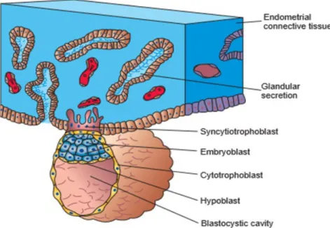 Şekil  3:   Trofoblast   hücrelerinin   proliferasyonu   sonucu   oluşan   Sitotrofoblast   ve