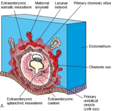 Şekil 5: Lakünaların ve kapiller damar endotelinin birleşmesiyle lakünalar içine maternal kanın 