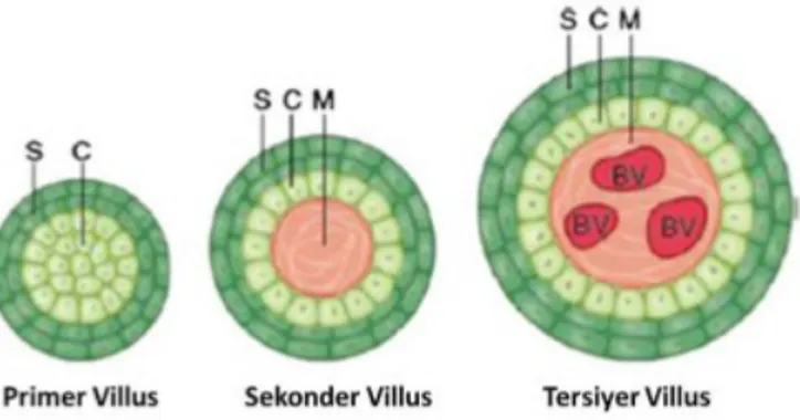 Şekil 6: Plasental villusların gelişimi(22). C:Sitotrofoblast, S:Sinsitiyotrofoblast, M:Mezenkim, 