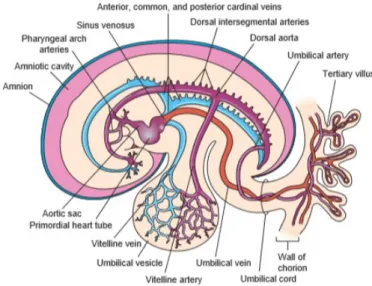 Şekil 7: Gelişimin 3. haftasında tersiyer villusların ve fetüsün genel görünümü. Villöz kapillerle