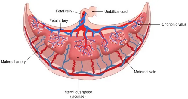 Şekil 9: Full-term plasentanın göbek kordonu ile beraber şematik görünümü.