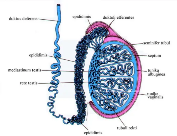 Şekil 2.2. Testis içi ve testis dışı erkek genital sisteme ait kanallar (Tekelioğlu 2002, Koyuncu  2008) 