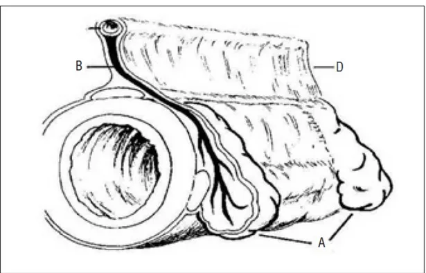 Şekil 1.   Kolonun kesitsel diagramında epiploik appendiks (A), kolik arter (B),  besleyici düz arter (C) ve mezokolon (D) arasındaki ilişki görülmektedir.