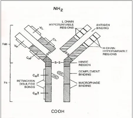 Şekil 1: Immünglobulin G antikor yapısının şematik görünümü(25) 