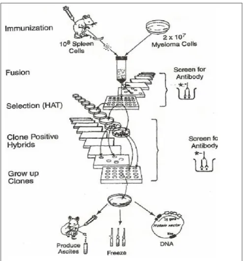 Şekil 2:Fare monoklonal antikorların yapımı(32) 