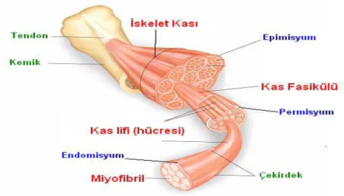 Şekil -1 İskelet Kası ve Bağ Dokusu Kılıfı 