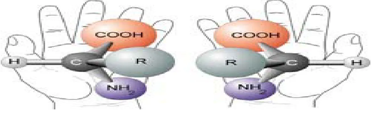 Şekil 1.1: Genel bir aminoasidin kiral özelliği 