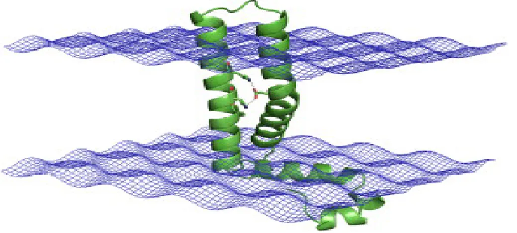 Şekil 1.17: Herhangi bir proteinin kıvrımlı yapısının oluşturmuş olduğu oluklar 