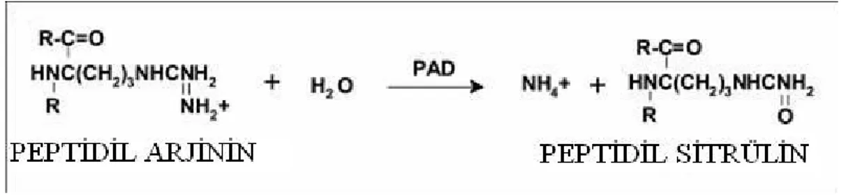 Şekil 1: PAD enziminin katalizlediği reaksiyon sonucunda petidil arjininden peptidil sitrülinin oluşması