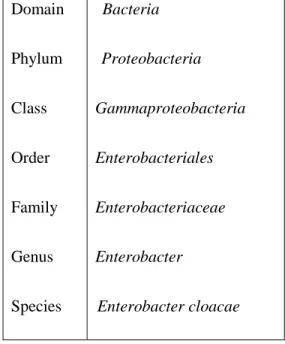 Table 2.1. Classification of   Enterobacter cloacae (from Humann et al. 2011). 