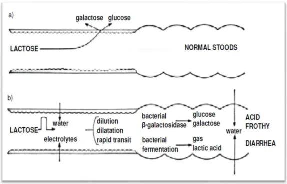 Figure 2.1. a) Mechanism of lactose hydrolysis and absorption.  