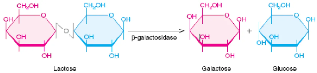 Figure 2.2: β -galactosidase hydrolysis of lactose (Weaver 2004). 