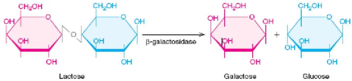 Figure 2.2: β -galactosidase hydrolysis of lactose (Weaver 2004). 
