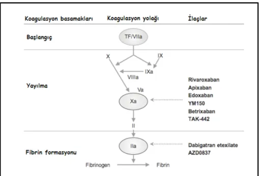 Şekil 21. a) Dabigatran Eteksilat (BIBR 1048) b) Dabigatran (BIBR953)