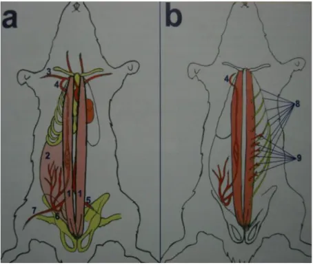 Şekil   3:    Rektus   abdominis   kas   flebinin   anatomisi.  a)  Rektus abdominis kaslarının yapışma yerleri ve damar anatomisi; b) Rektus abdominis kasının deri perforatörleri ve sinirleri
